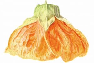 Abutilon "Chinese Lantern"(print)