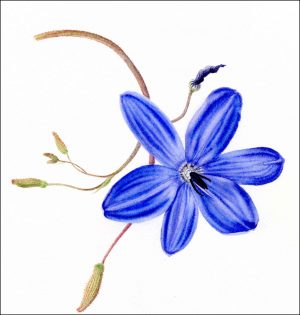 Agrostocrinum (print)