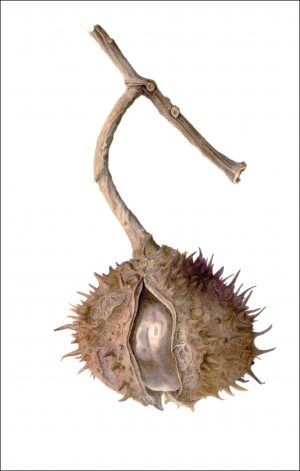 Horse Chestnut Conker (print)