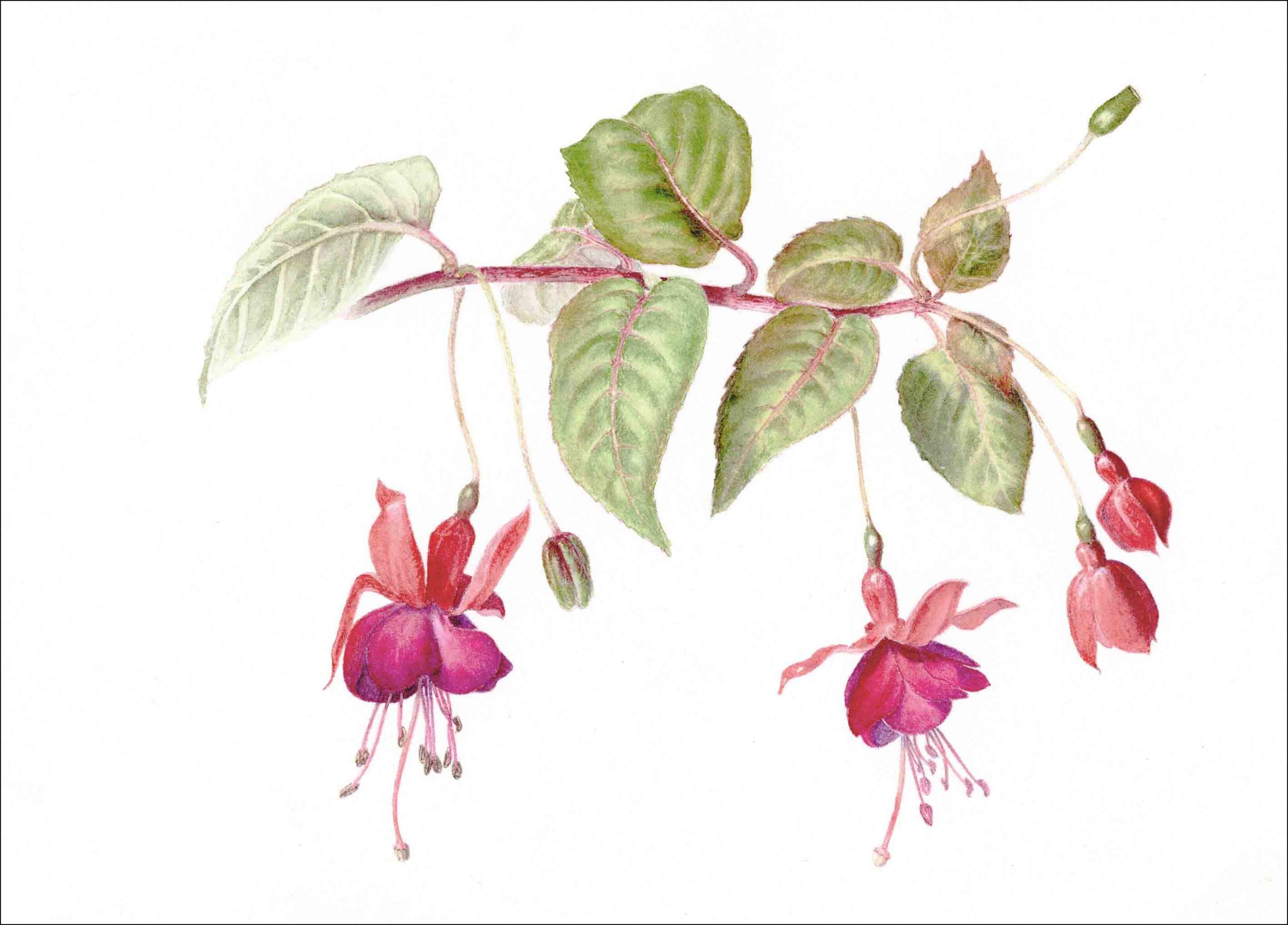 Fuschia (Framed) | Christine Cresswell