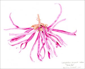 Loropetalum (print)