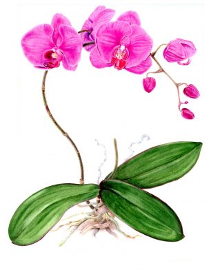 Phalaenopsis (print)