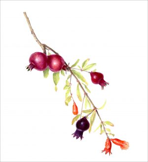 Pomegranate Flowers (framed)