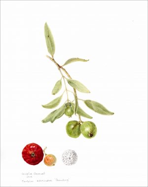 Quandong (print)