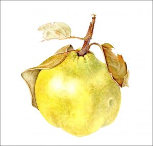 Quince (print)