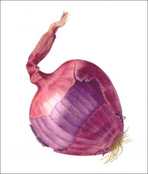 Red onion (print)