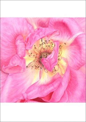 Rose "Shot Silk" (print)