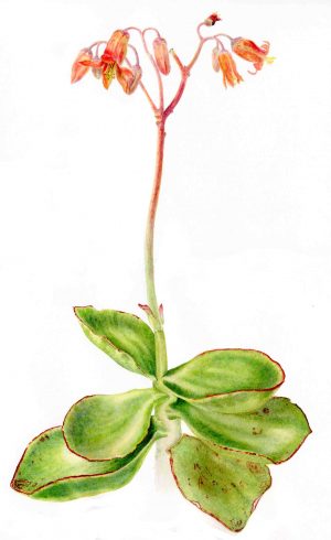 Cotyledon (print)