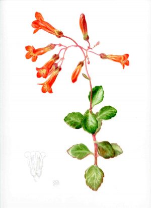 Kalanchoe manganii (framed)