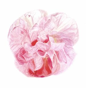 Abutilon "Pink Swirl" (framed)