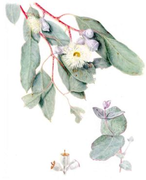 Eucalyptus morrisbyi (print)