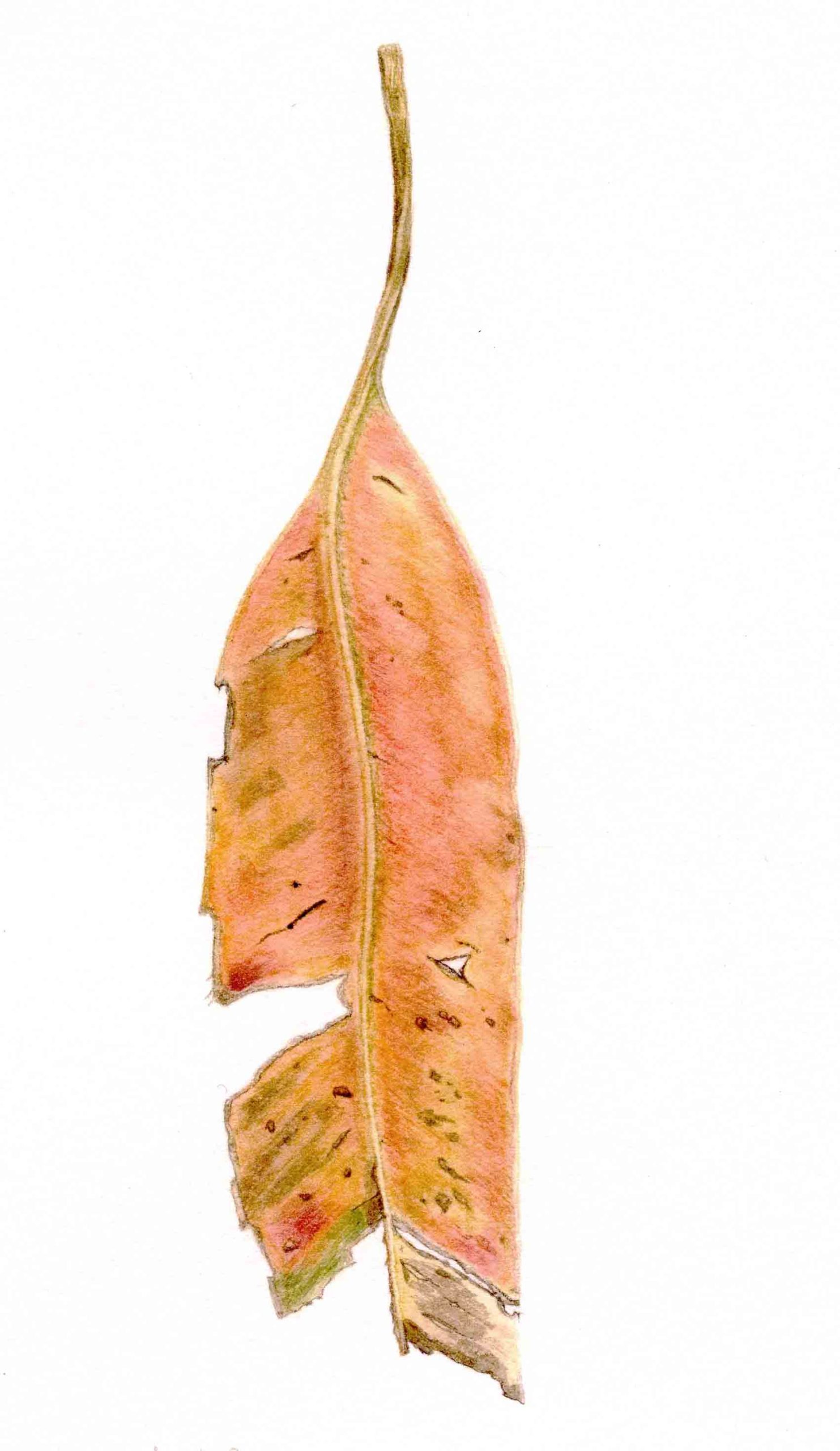 Gum leaf (print)