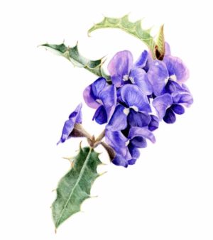 Hovea (print)