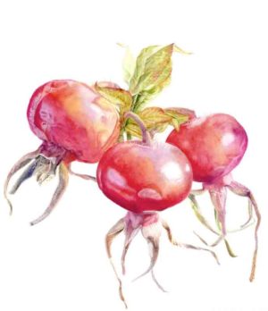 Rose hips (print)