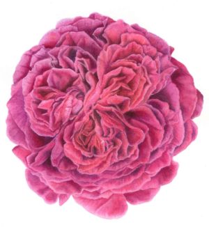 Rose "William Shakespeare" (print)