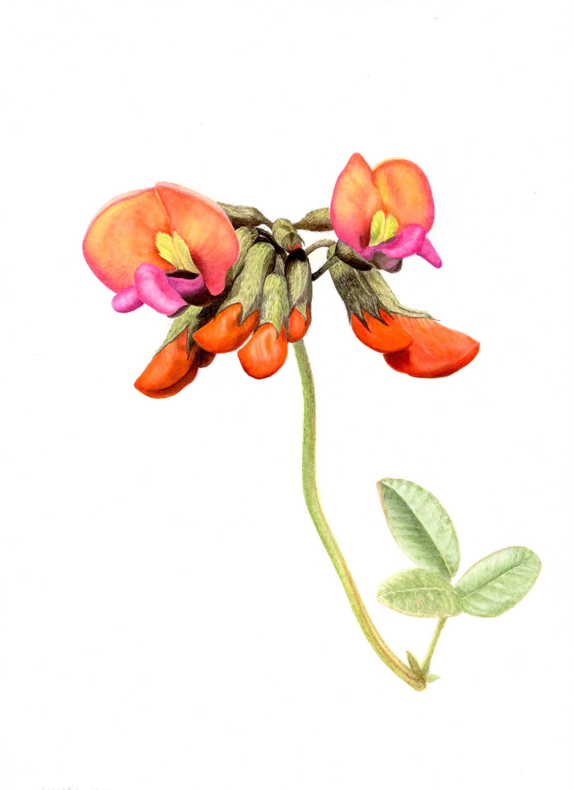 Kennedia prostrata (print)