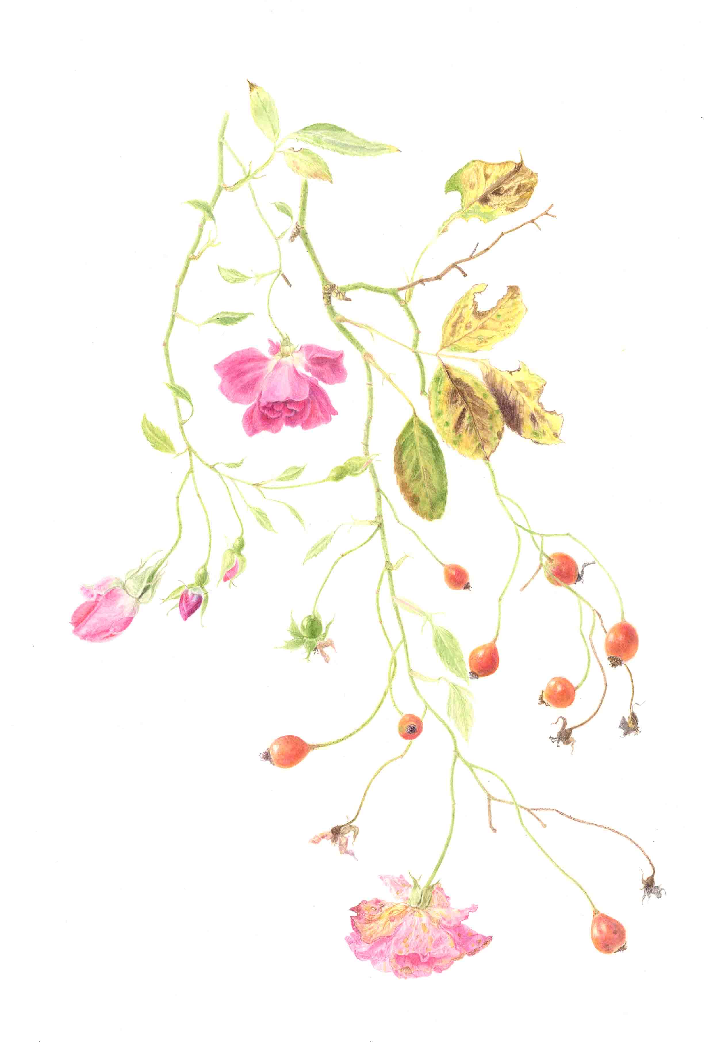 Rosa "China Doll" (print)