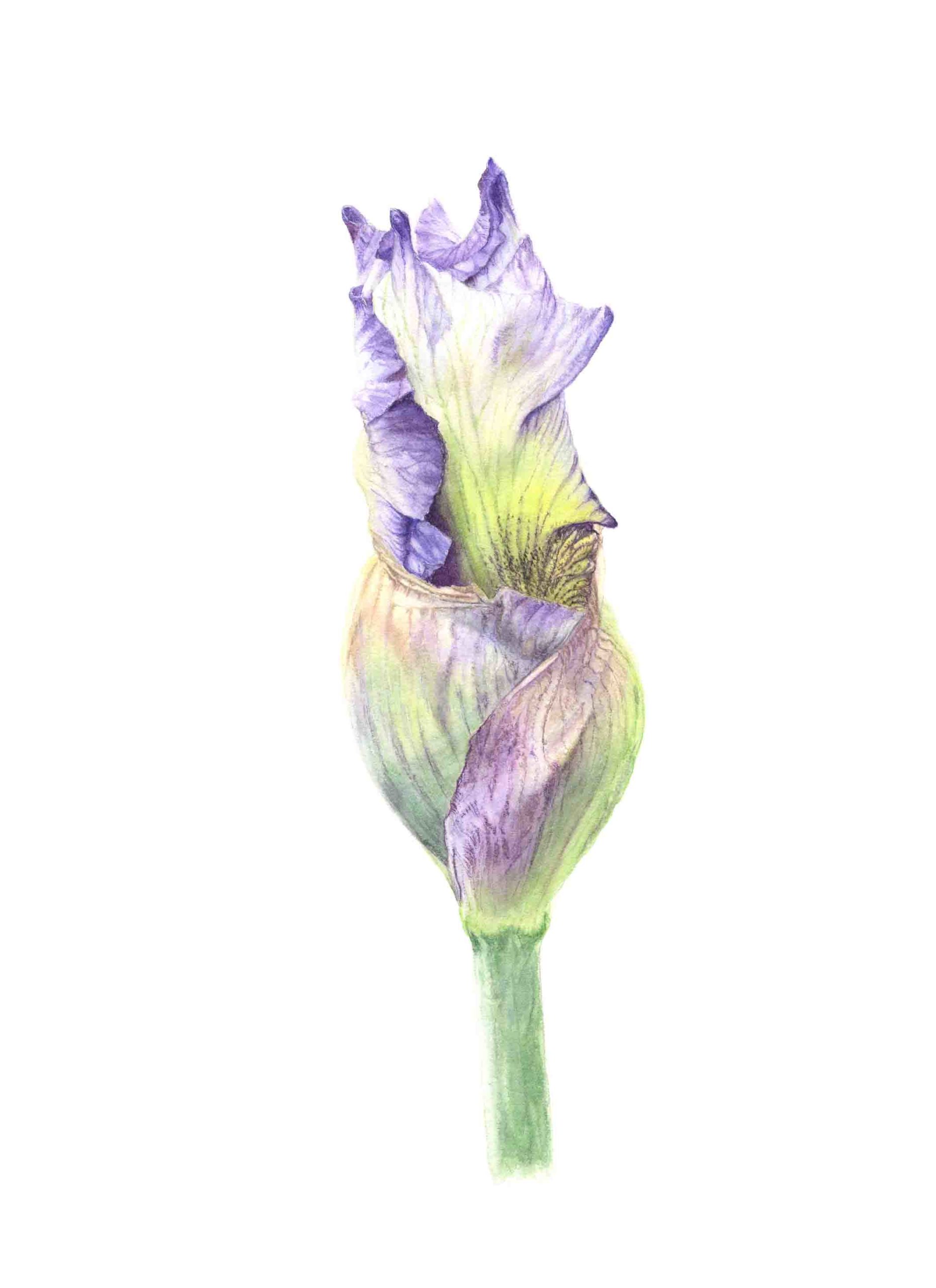 Iris (print)