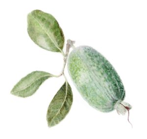 Feijoa (mounted)