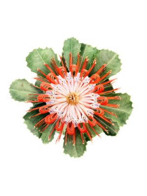 Banksia coccinea (print)