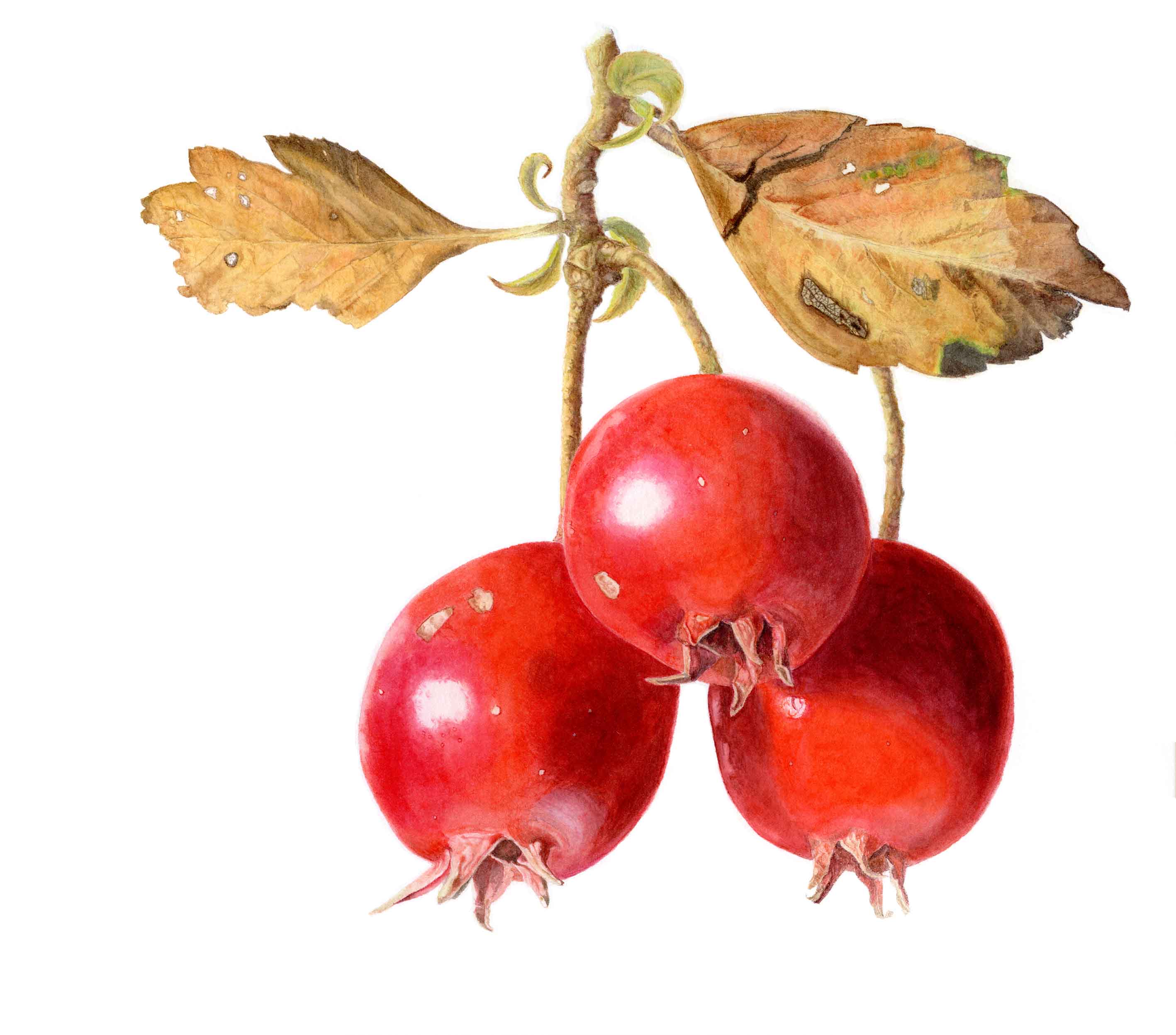 Crataegus berries (framed)