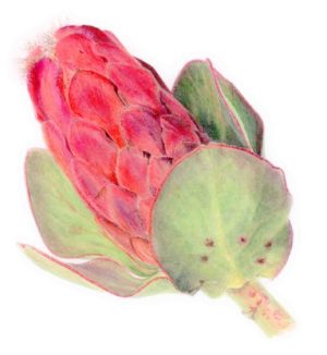 Protea (framed)