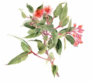 Eucalyptus ficifolia (framed)