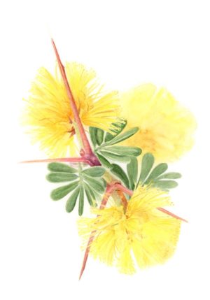 Acacia pulchella (Mounted)