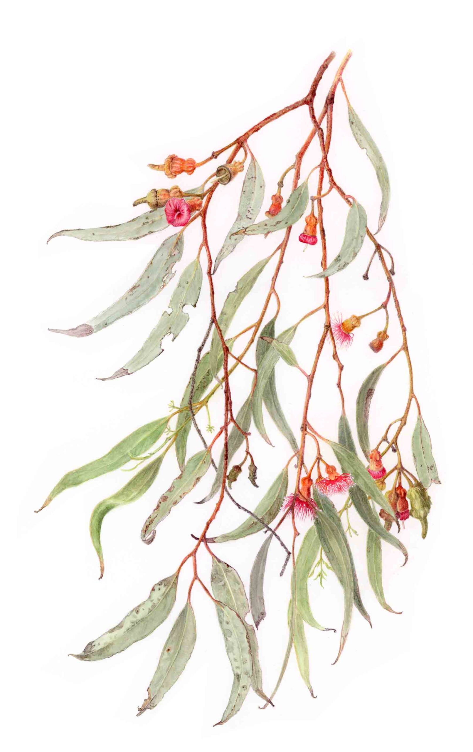 Eucalyptus torquata (print)