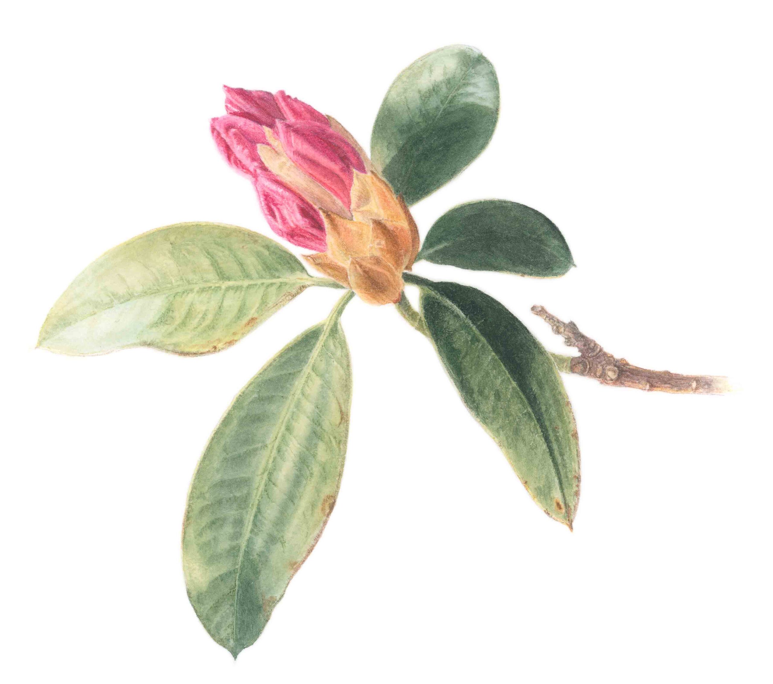 Rhododendron (framed)