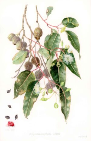 Corymbia calophylla (original)