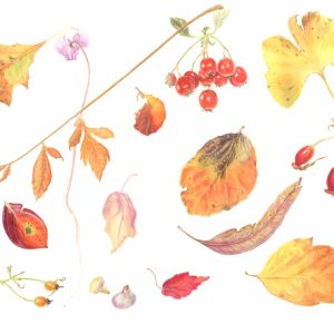 Autumn Leaves