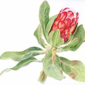 Christine Cresswell_Protea_2021_Watercolour_46cmx40 Website