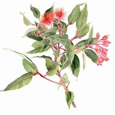 E.ficifolia edit web 2