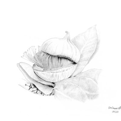 Eucalyptus macrocarpa Flower Bud A2