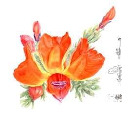 Lechenautia Panorama edited1